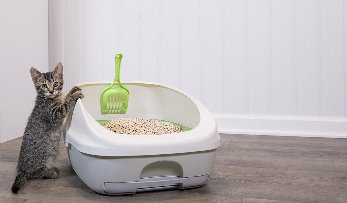 如何教猫咪使用猫砂? - 知乎