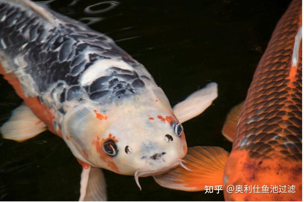 锦鲤鱼烂鳃病图片图片