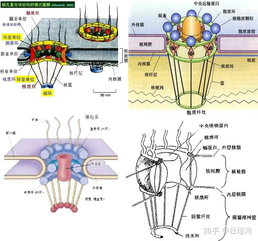 中学告诉我们,核膜是双层膜,上面有许多小孔,这些小孔是rna和蛋白质