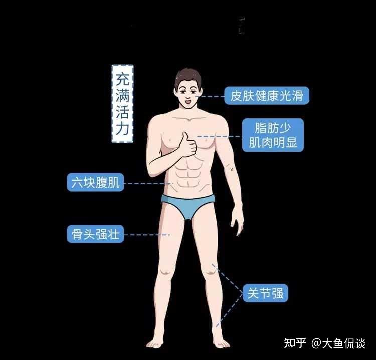 毛发及性能力同时影响男性的第二性征提升肌肉力量和促进骨骼生长睾酮