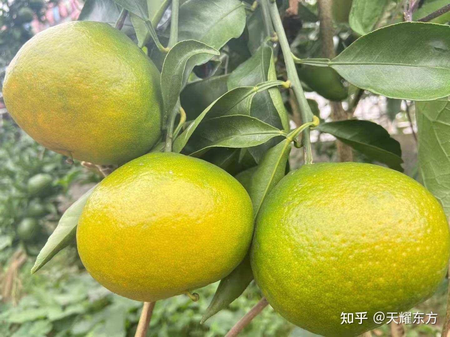 "园柑长成时,三寸如黄金."诗人杜甫寓居夔州管理柑桔园时留下的诗句.