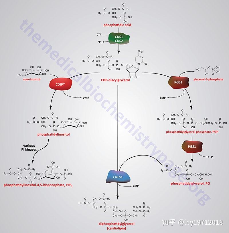 甘油磷脂的代谢及相关生理功能