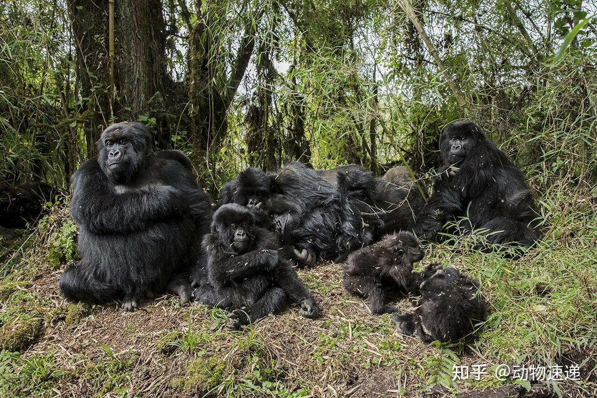 大猩猩捶胸,不是要开战,而是要避免打架,同时也有利于找对象 - 知乎