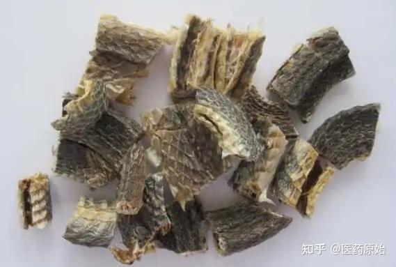 带你识别乌梢蛇