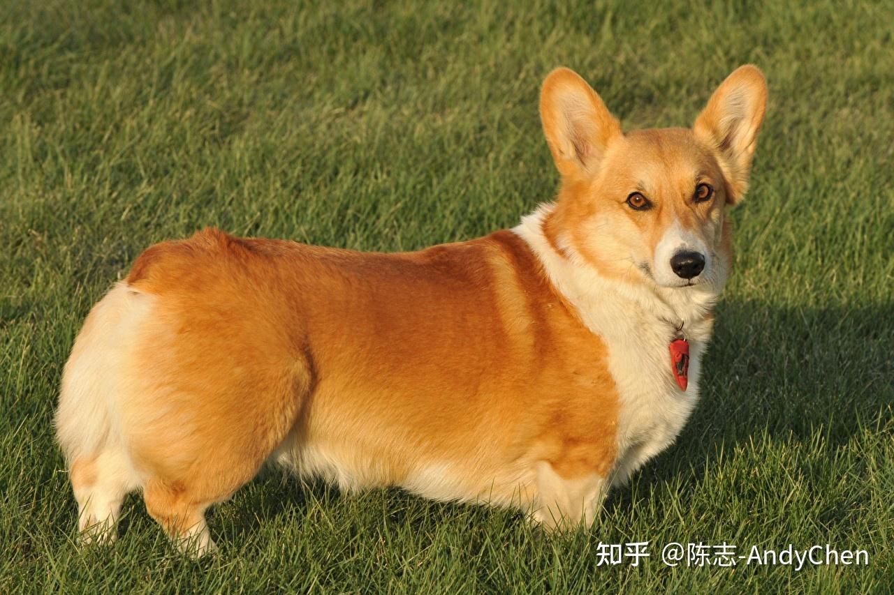 柴犬和柯基哪个好养?柯基好还是柴犬好?