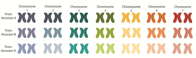 今日秒懂小麦有多少条染色体科研人员如何观察染色体