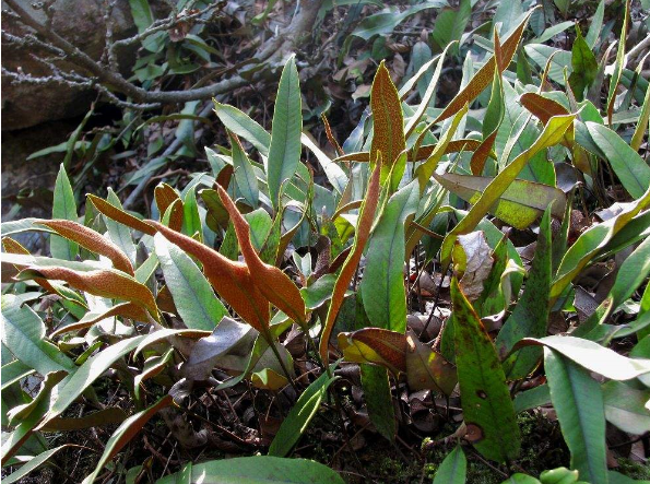 关于杨桃根和刀口叶偏方治疗癌症的资料