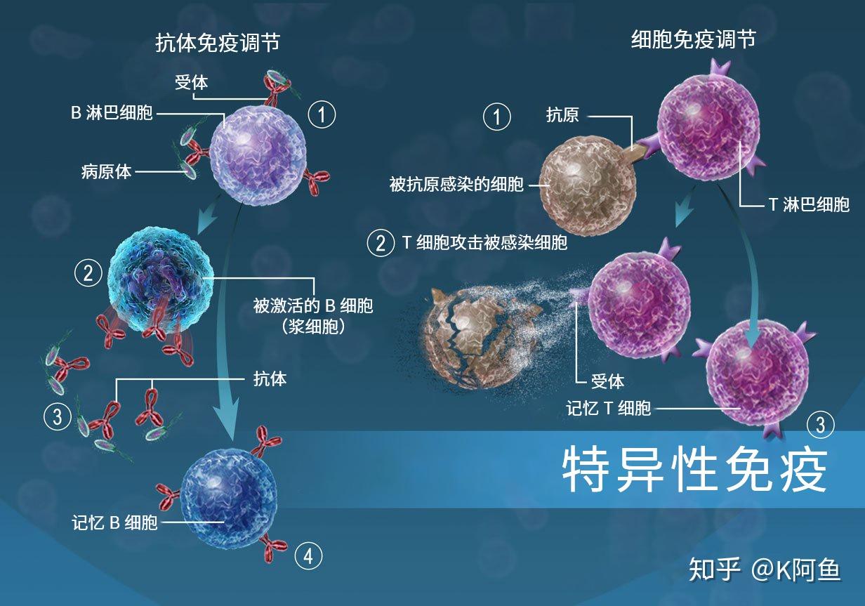 part ii:適應性免疫或特異性免疫(adaptive immunity)