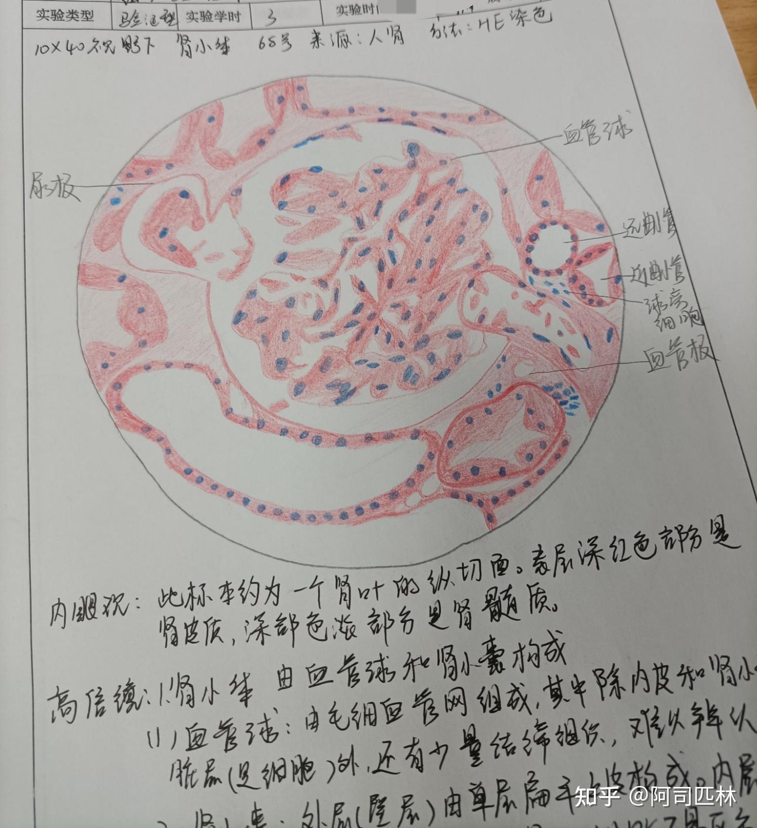 组胚实验报告册