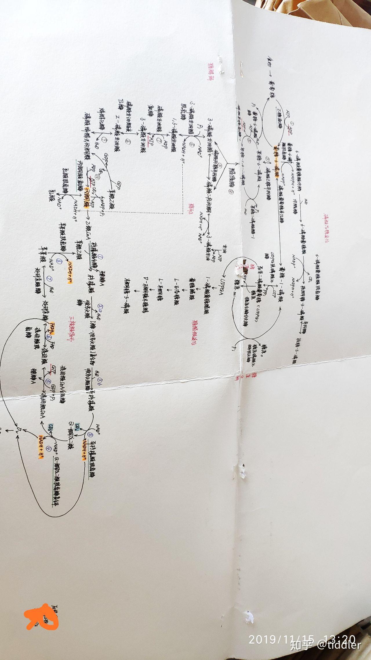 糖代谢优秀作业选登