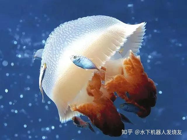 海洋宝宝海鲜图片