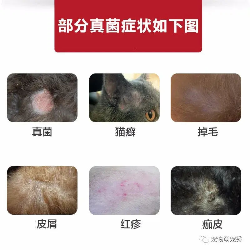 狗狗皮肤病治疗方法宠物真菌螨虫细菌皮炎脓皮湿疹毛囊炎的区别及预防