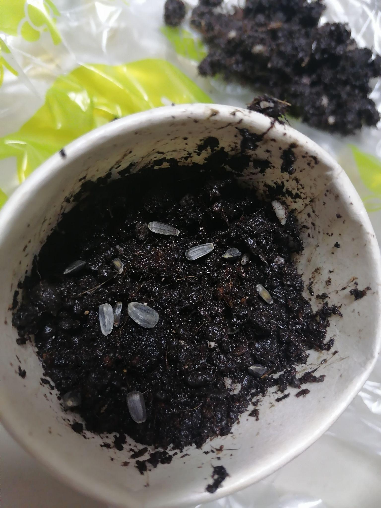 新手小白种玩具熊向日葵日记