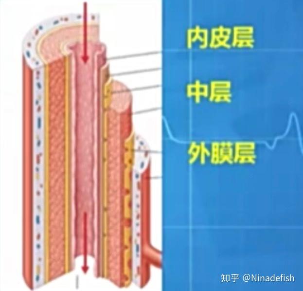 整理:心血管系统结构功能与健康 - 知乎