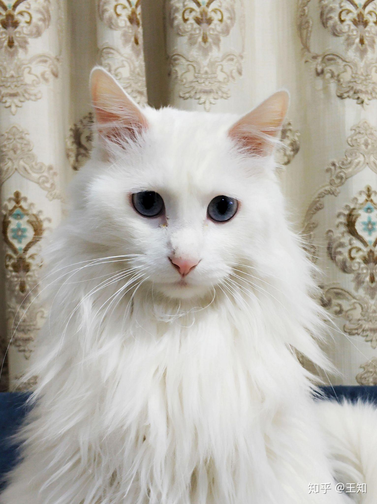 养只狮子猫是什么样的体验