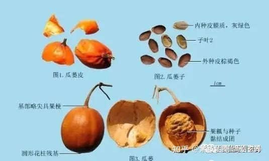 【易医仙草】养肺润肺通便之宝,(1)"瓜蒌仁"的介绍.
