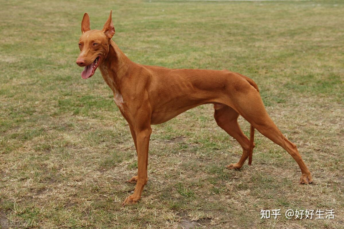 最古老的猎犬法老王猎犬，已经陪伴人类五千多个春秋_犬种