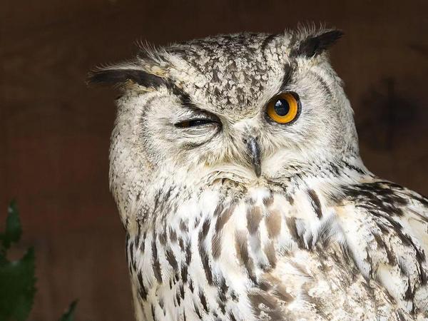 【嚣】即 睁一只眼闭一只眼的猫头鹰