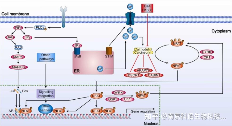 信号调控因子NFAT - 知乎