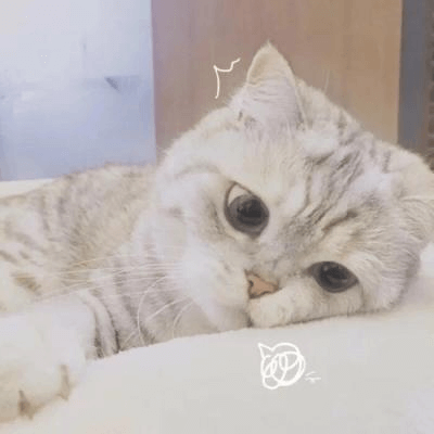 狗猫中毒怎么办 处理方式 居家禁忌看这里 知乎