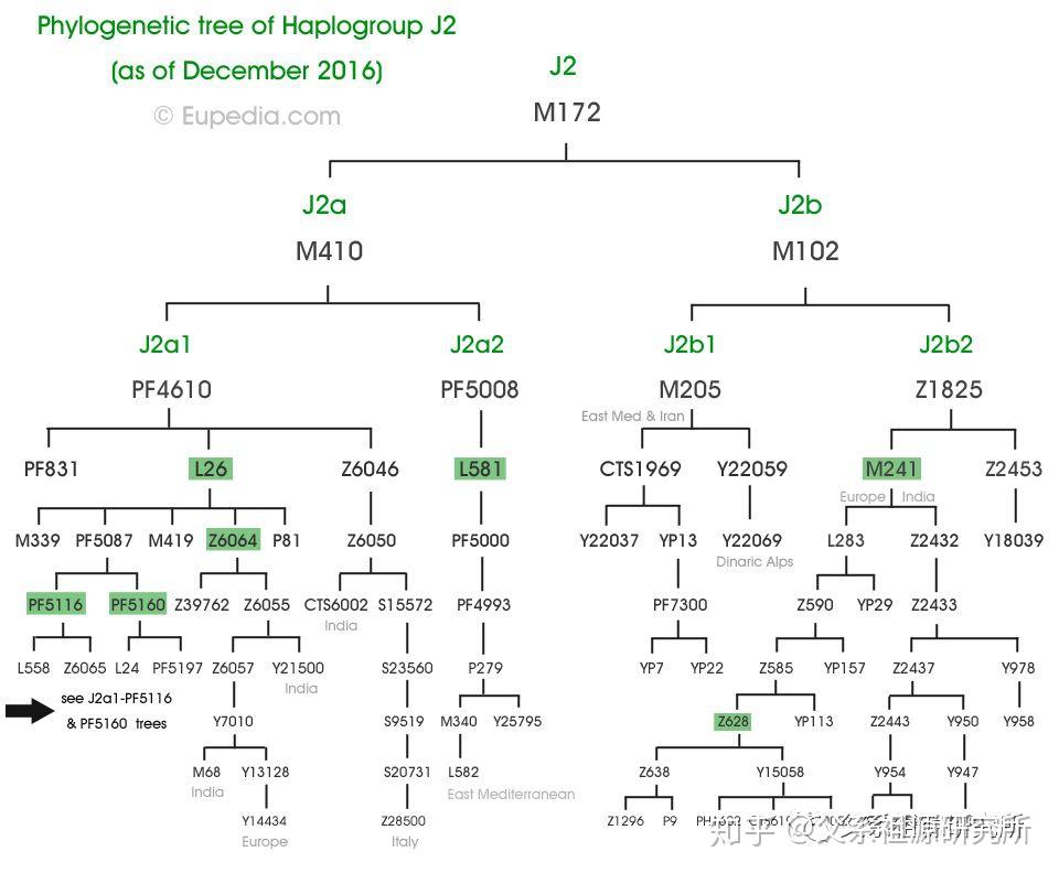 父系单倍群j2 知乎