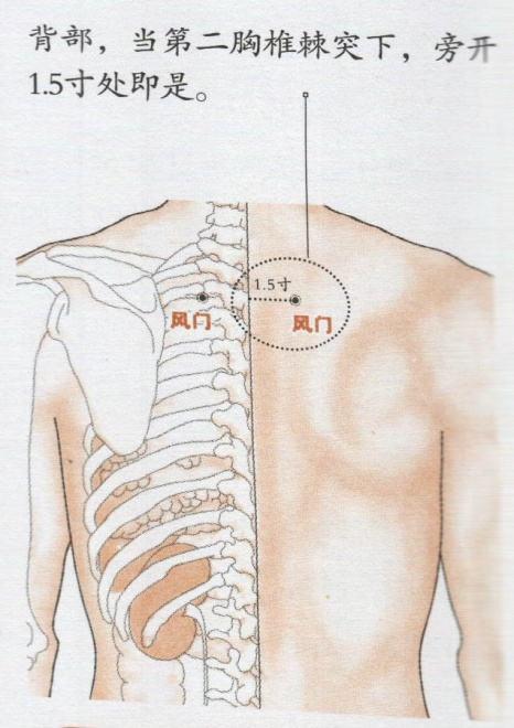 肺俞风门图片