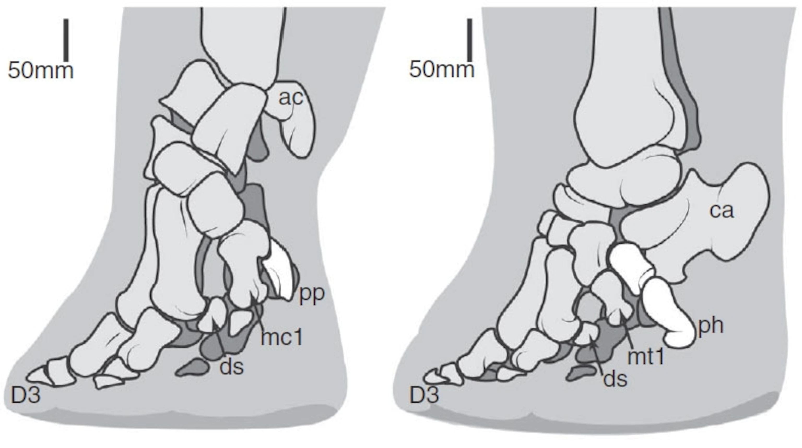 大象的脚背为什么没有骨头,只有脂肪? - 知乎