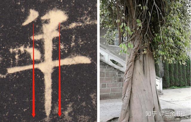 [竖]如万岁之枯藤