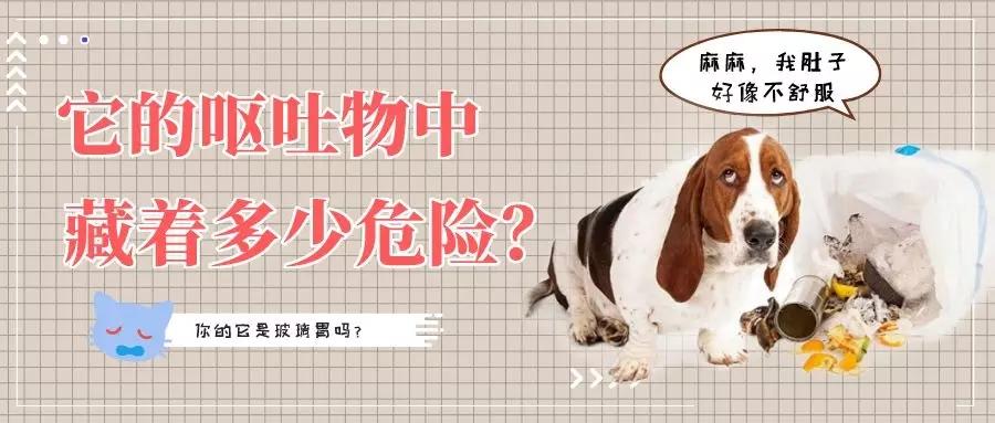 正确认识猫咪狗狗的呕吐物 知乎 正确认识猫咪狗狗的呕吐物 知乎