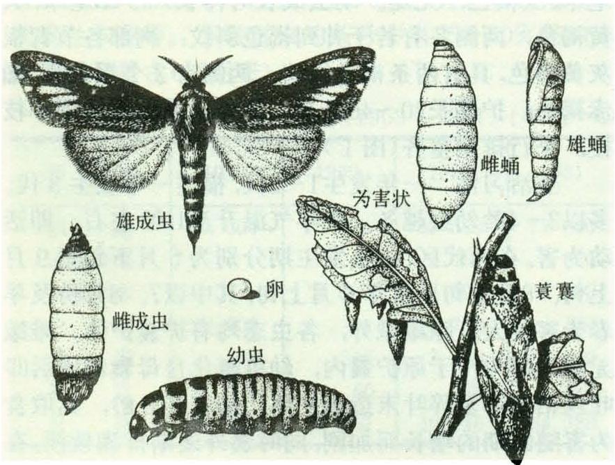 蓑蛾雌雄二型图片