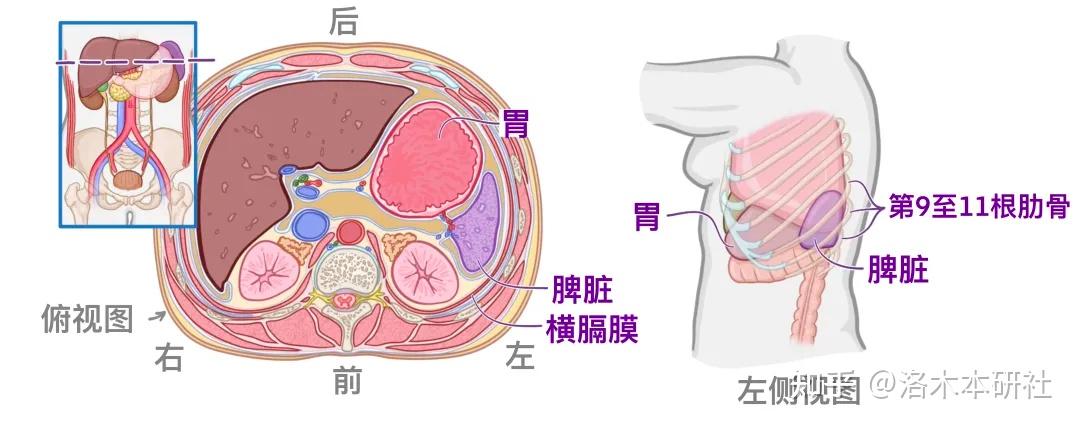 解剖学基础