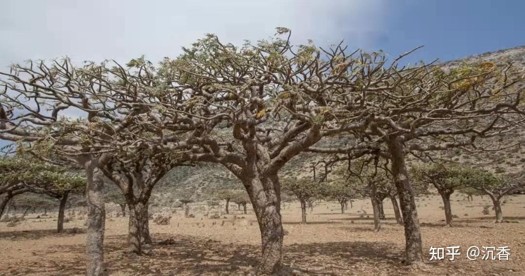 巴西乳香树图片