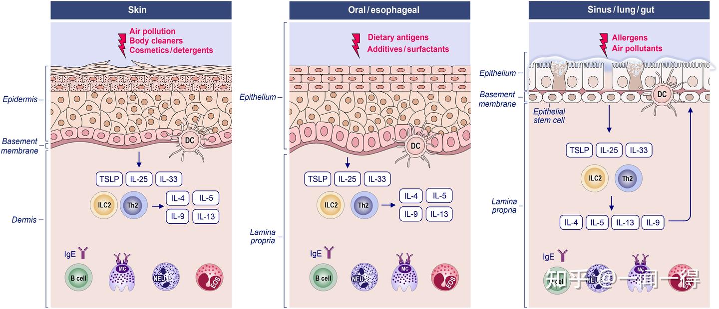 上皮屏障理论及其相关疾病 - 知乎