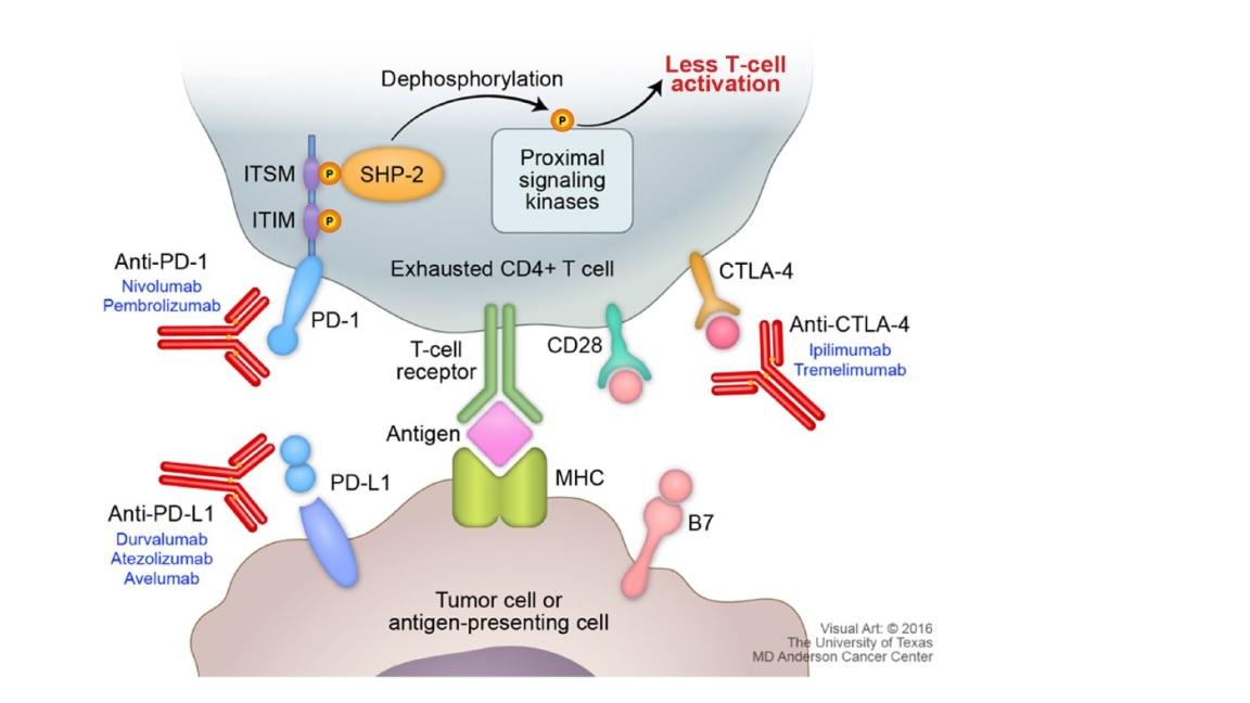 谈谈热门的免疫治疗（二） 知乎
