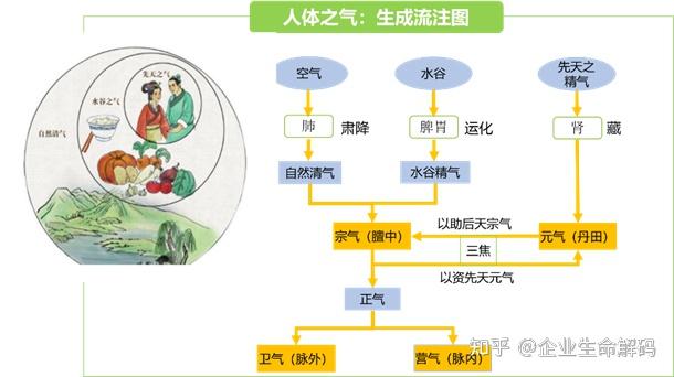 学点中医----中医视角的人体物质构成:1)人体之气? - 知乎