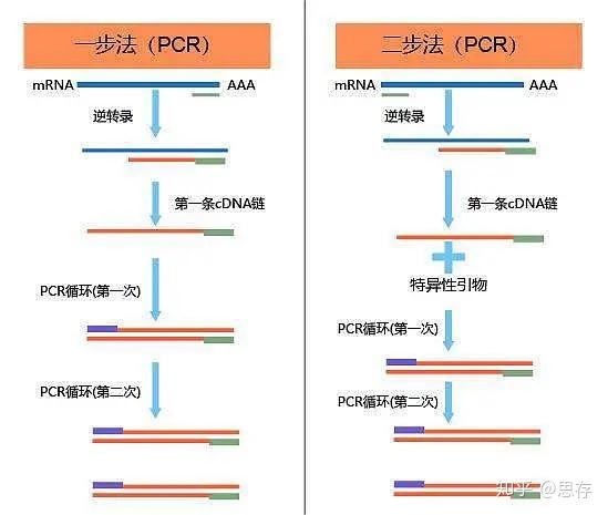 终点pcr，定量pcr，以及荧光染料，了解一下 知乎 4631