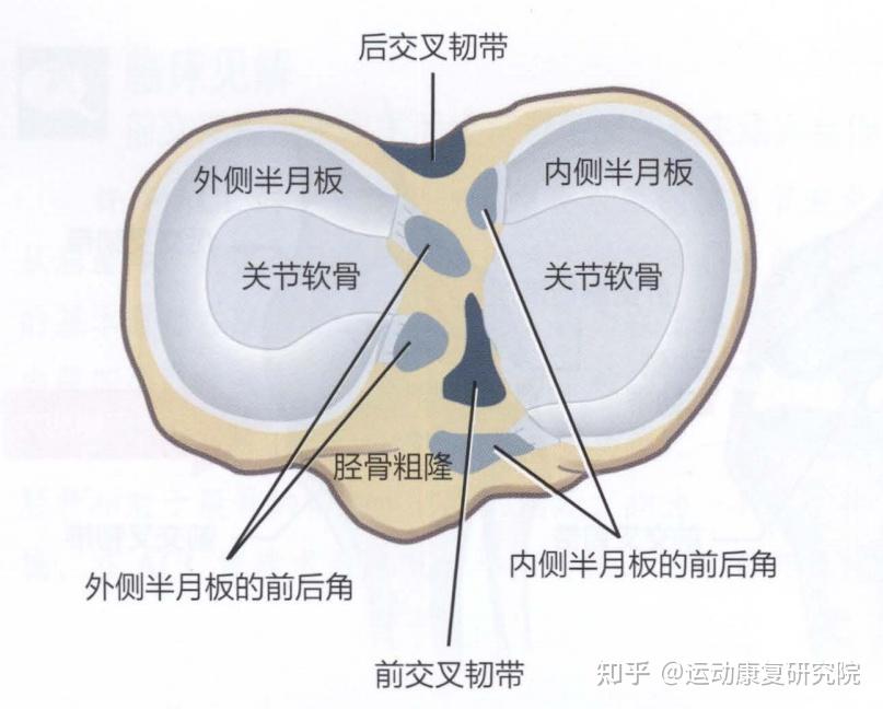 分为两部分,分别是内侧半月板以及外侧半月板,以及前后两侧的前后角