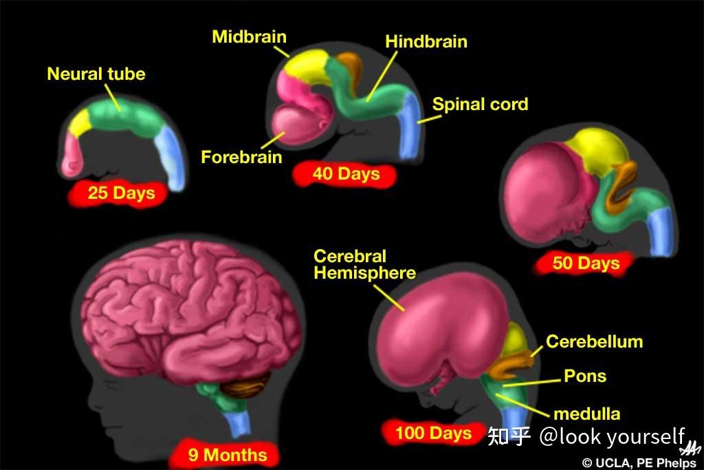 人脑是如何发育的