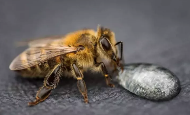 蜂王明明有螫针为什么不会蜇人蜂王战斗的时候螫针为什么不会断