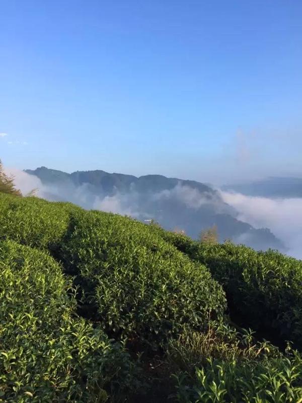 台湾寻茶day1丨直抵1800米杉林溪高山茶园