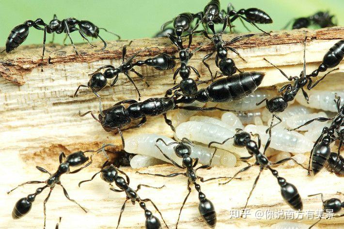 饲养和介绍蚂蚁种类 