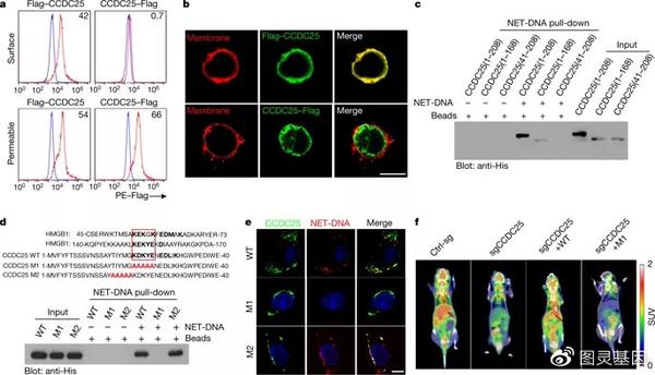 nature 中性粒胞外陷阱促进癌症转移 通过ccdc25作为net dna受体 知乎