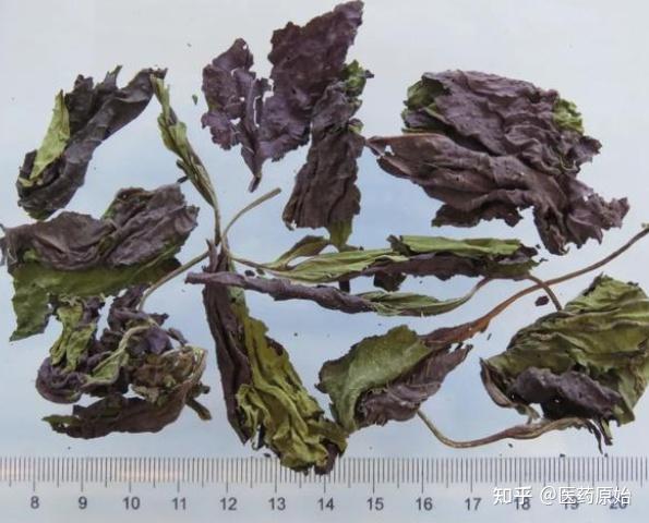 带你识别紫苏叶