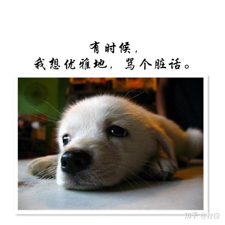 调皮可爱的图文治愈不开心