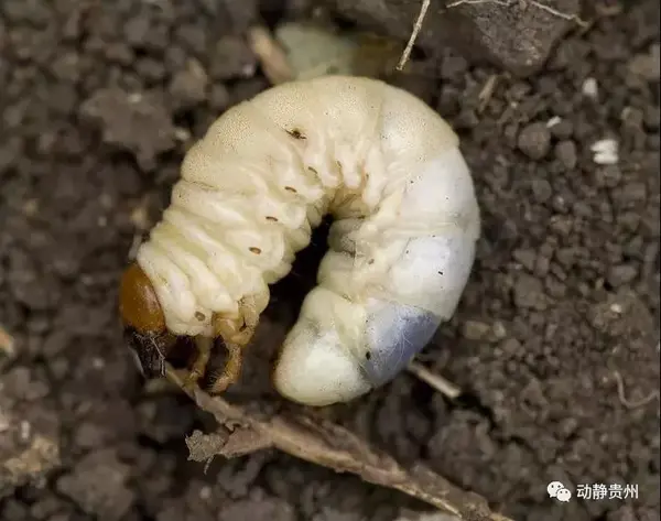 它是昆虫界的 时髦精 穿了一身真正的金甲圣衣 知乎