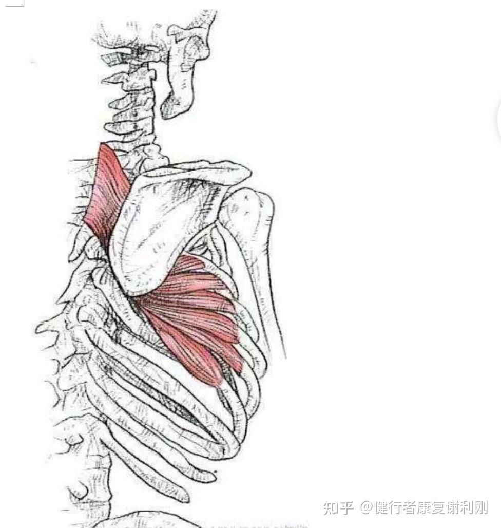 前鋸肌起自1-9肋骨的外側面,止點在肩胛骨的內側和肩胛下角前面,肌