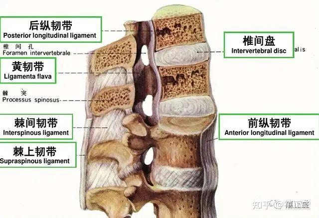 (2) 椎弓间连结1)黄韧带:位于相邻椎弓板之间的弹力纤维组织,防止过度