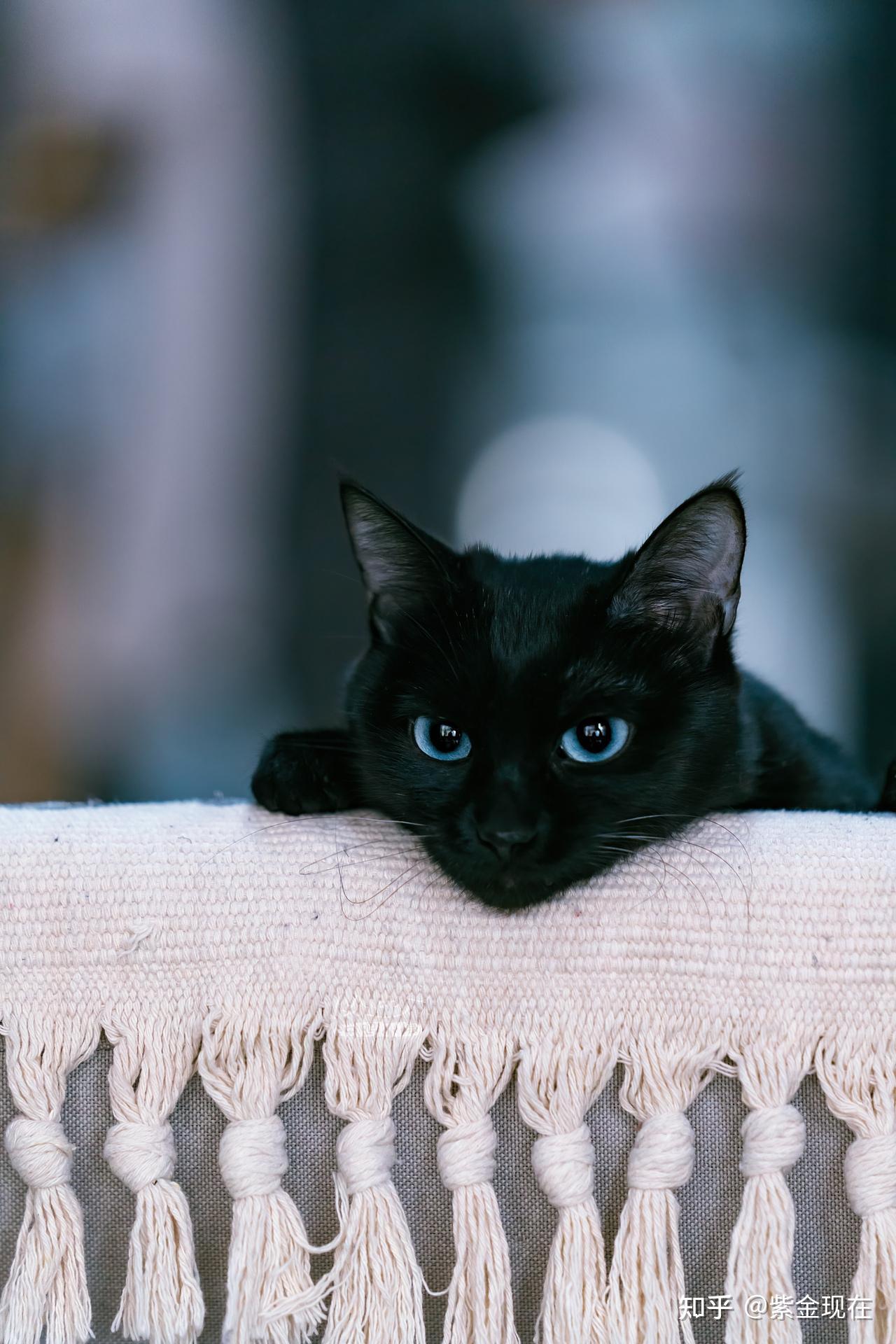 黑色猫猫图片-壁纸图片大全