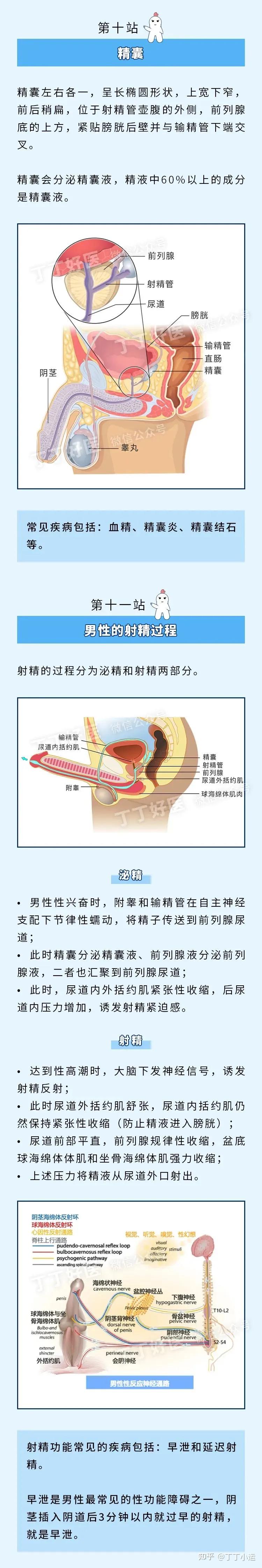 【25张图】详解男性生殖解剖与男性健康 - 知乎