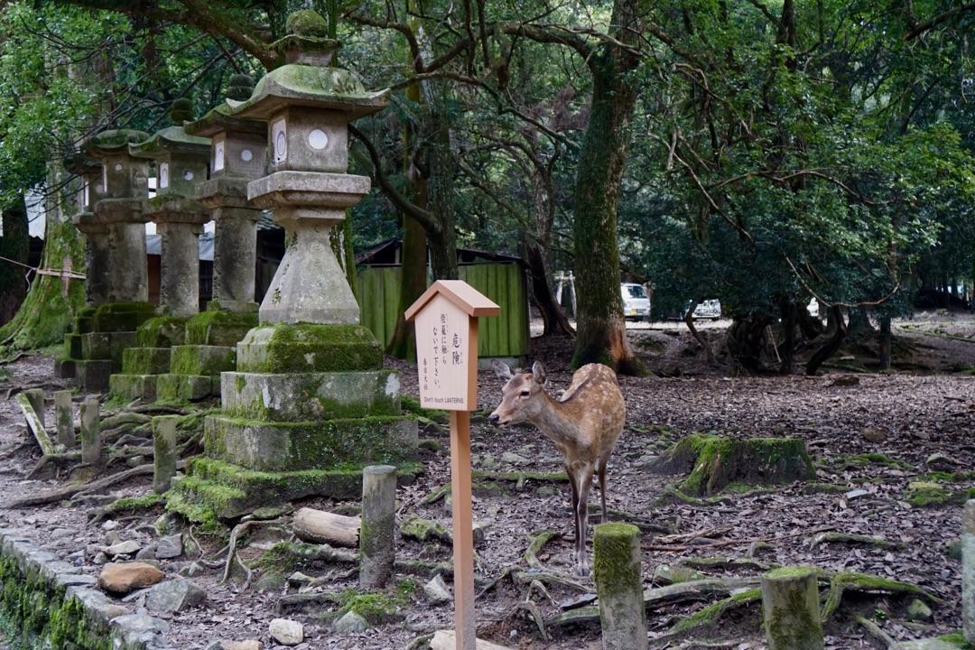 日本鹿园图片
